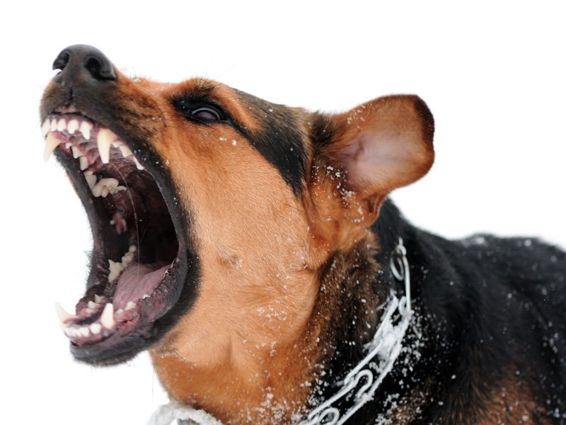 МВД предложило список опасных пород собак