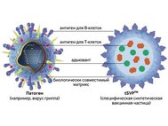Наночастицы Selecta имитируют естественные патогены