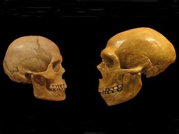 Череп современного человека и череп неандертальца