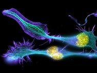 Нервные клетки мыши