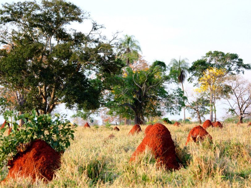 Гнезда термитов, Бразилия
