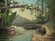 Agilodocodon scansorius (на дереве), Castorocauda lutrasimilis (в воде) и Docofossor brachydactylus