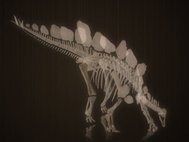 3D-модель скелета стегозавра