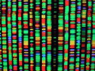 Фрагмент компьютерной визуализации человеческого генома