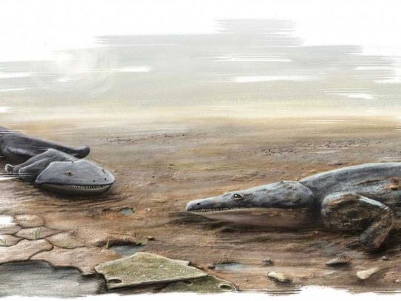 Metoposaurus algarvensis