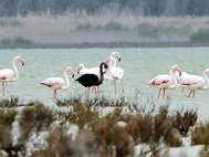 Черный фламинго (Marinos Meletiou / Reuters))