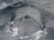 Голова синего кита