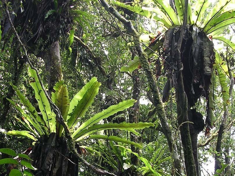 Эпифитные папоротники в тропическом лесу