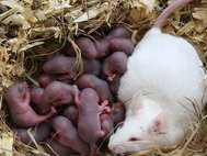 Лабораторная мышь с потомством