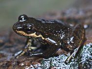 Лягушка вида Hylodes meridionalis, родственного недавно открытому Hylodes japi