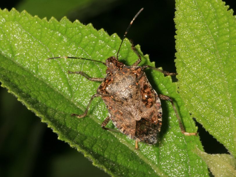 Halyomorpha halys