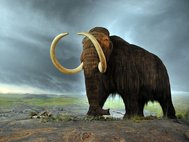 Шерстистый мамонт (Mammuthus primigenius)