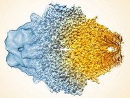  Композитное изображение бета-галактозидазы, демонстрирующее увеличение разрешения электронной микроскопии за последние несколько лет