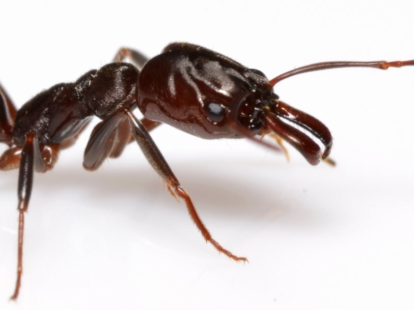 Odontomachus brunneus