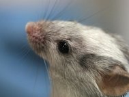 Ученые анализировали состав микроРНК в крови мышей, подвергнутых радиационному облучению