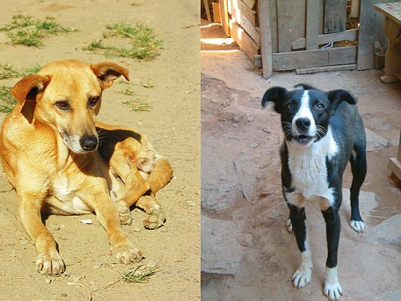 Мадагаскарские собаки