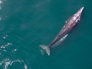 Самка серого кита с детенышем