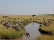 Зебры в кенийской саванне