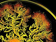 Колония бактерий Paenibacillus vortex
