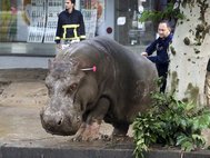 Отлов животных после наводнения в Тбилиси