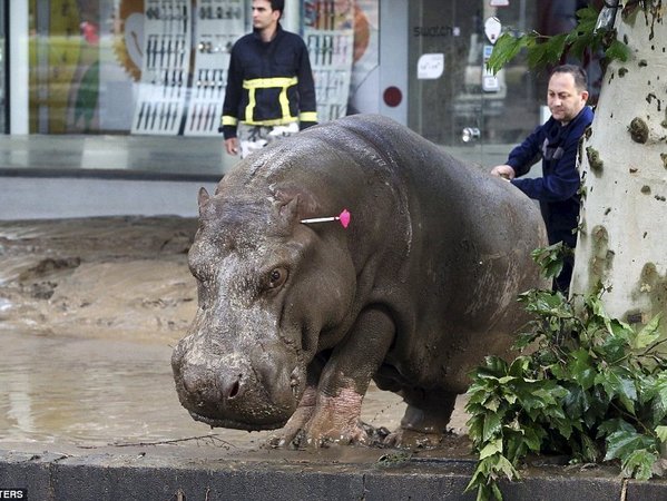 Отлов животных после наводнения в Тбилиси