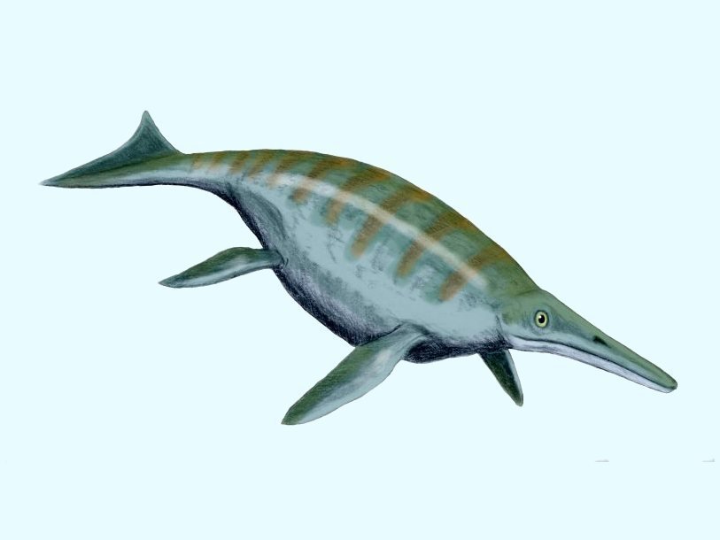 Shonisaurus popularis