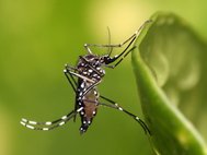 Aedes aegypti