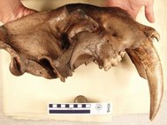 Череп Smilodon fatalis с полностью сформированными клыками