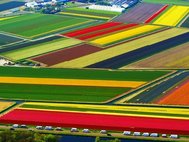 Цветочные поля в Нидерландах