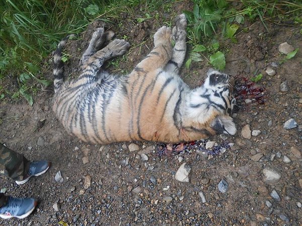Убитый тигренок
