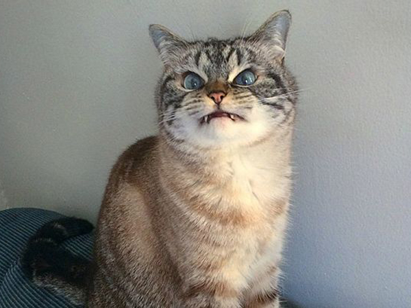 Кошка Локи