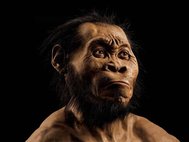 Внешний вид предка человека Homo Naledi