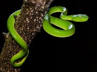 Trimeresurus vogeli, ядовитая змея из рода Копьеголовые змеи. Фото: Rushen/Flickr
