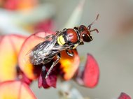 Пчела семейства коллетид, к которому относятся и 4 новых вида