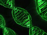 Двойные спирали ДНК