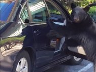 Медведь сел в машину