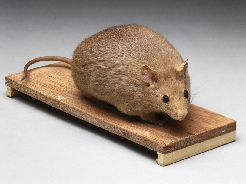 Мышь, в организме которой не вырабатывается лептин
