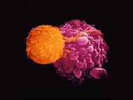 Клетка иммунной системы атакует раковую клетку