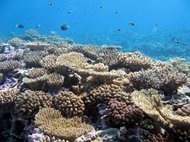 Здоровый коралловый риф