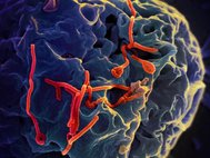 Вирусные частицы Эбола