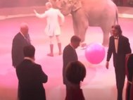 Слон чуть не сбил Кобзона, Мединского и Полтавченко в цирке