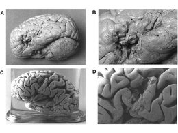 Мозг Леборня (A, B) и Лелонга (C, D)