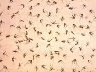 Переносчиками лихорадки Зика служат комары