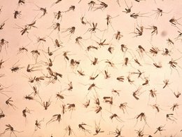Переносчиками лихорадки Зика служат комары
