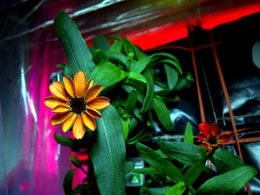 Цинния. Фото: астронавт Скотт Келли