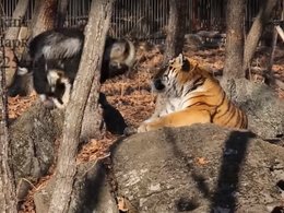 Схватка тигра Амура и козла Тимура