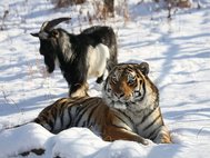 Тигр Амур и козел Тимур
