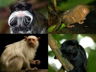 Некоторые обезьяны Южной Америки