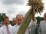 Президент В.Путин на поле с пшеницей