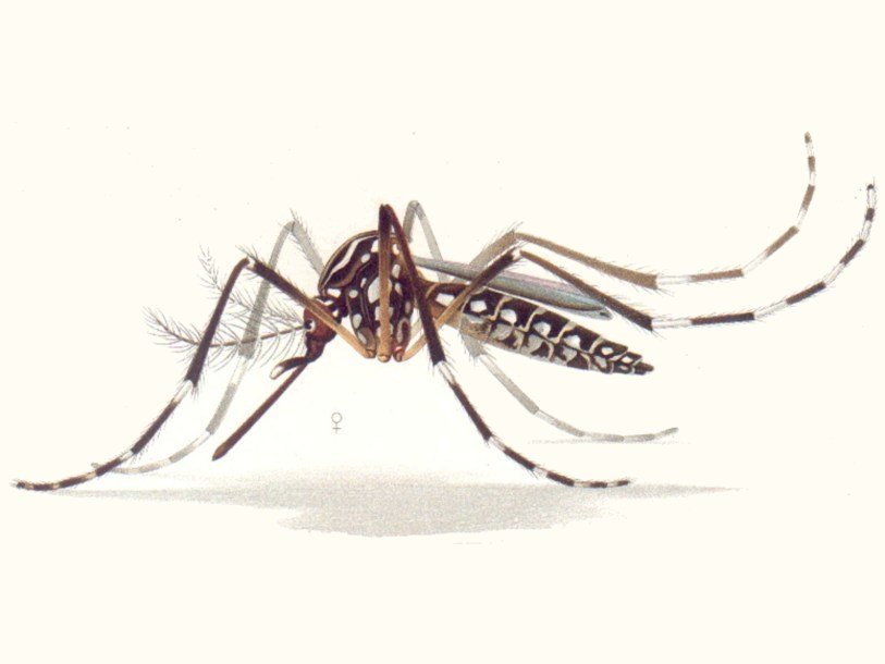 Комар Aedes aegypti